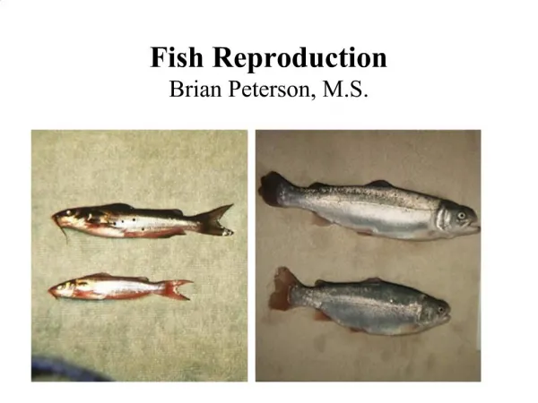Fish Reproduction Brian Peterson, M.S.
