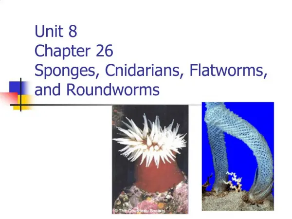 Unit 8 Chapter 26 Sponges, Cnidarians, Flatworms, and Roundworms