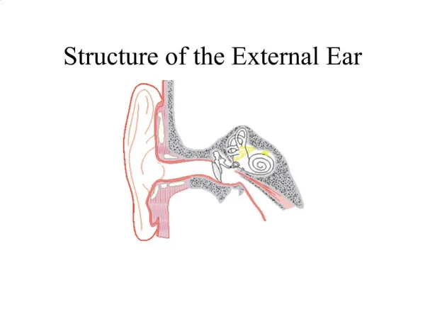 Structure of the External Ear