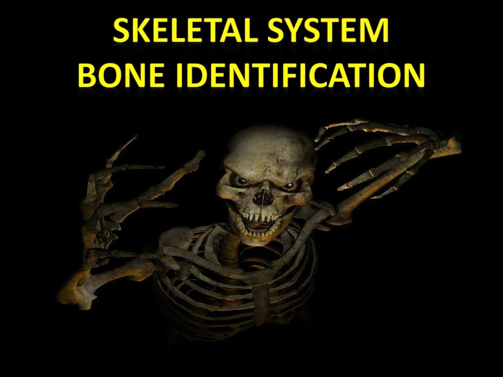 skeletal system bone identification
