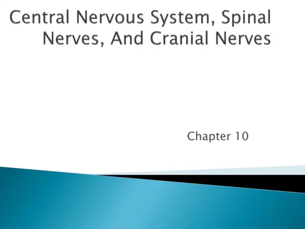 Central Nervous System, Spinal Nerves, And Cranial Nerves