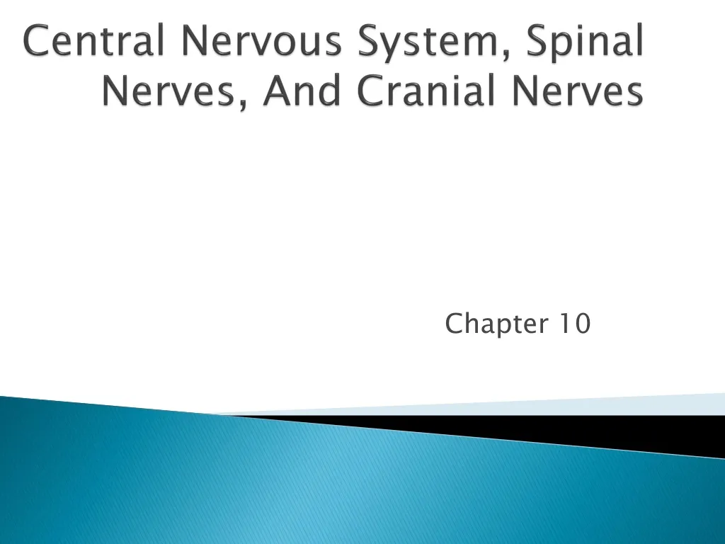 central nervous system spinal nerves and cranial nerves