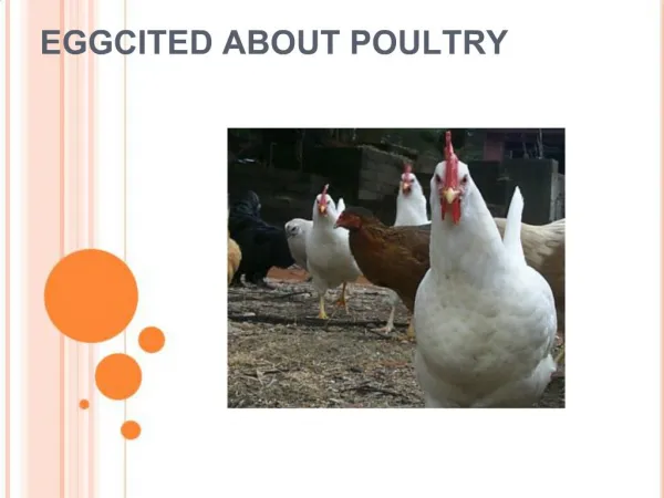 EGGCITED ABOUT POULTRY