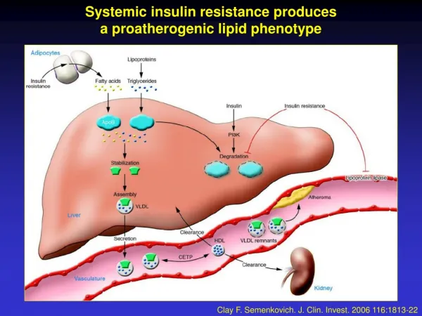 Systemic insulin resistance produces a proatherogenic lipid phenotype