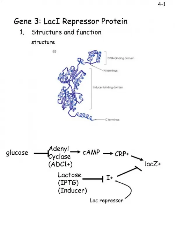 Gene 3: LacI Repressor Protein
