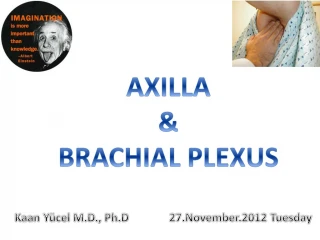 Axilla &amp; Brachial plexus - slide 1