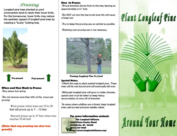 Longleaf pine trees planted as yard ornamentals tend to retain their lower limbs. For the homeowner, lower limbs may re