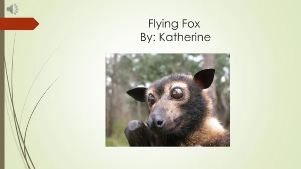 Flying Fox By: Katherine