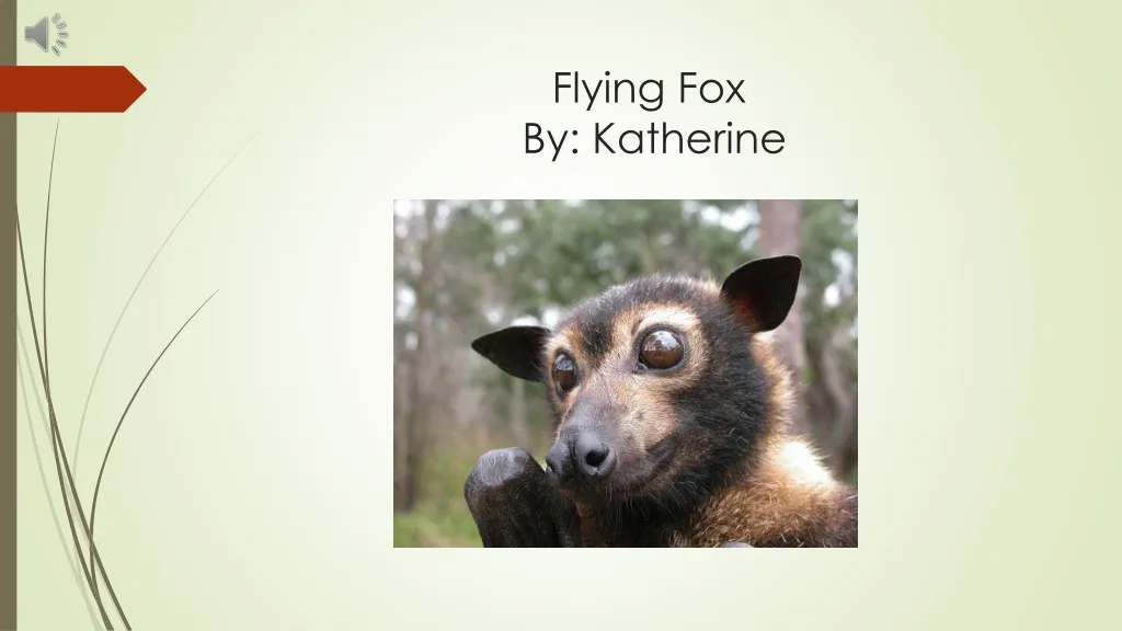 flying fox by katherine