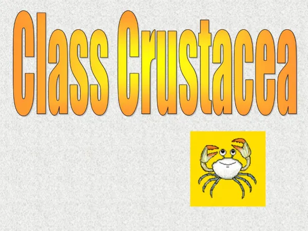 Class Crustacea