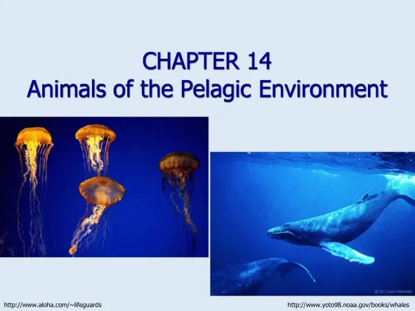 CHAPTER 14 Animals of the Pelagic Environment