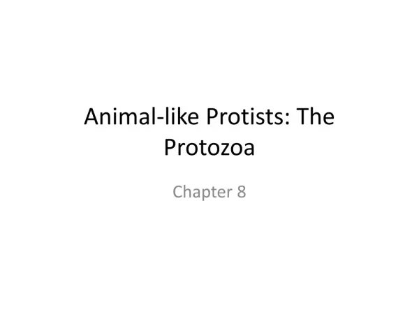 Animal-like Protists : The Protozoa