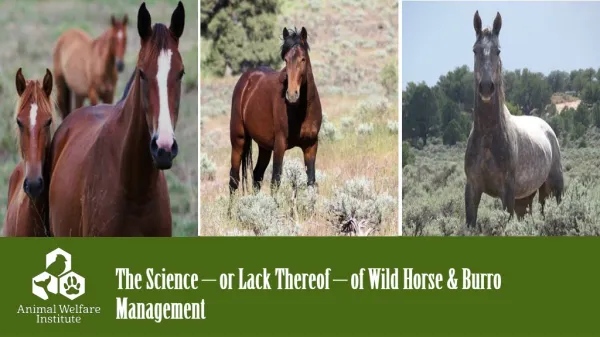 The Science – or Lack Thereof – of Wild Horse &amp; Burro Management