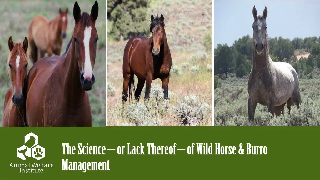 the science or lack thereof of wild horse burro management