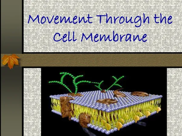 Movement Through the Cell Membrane