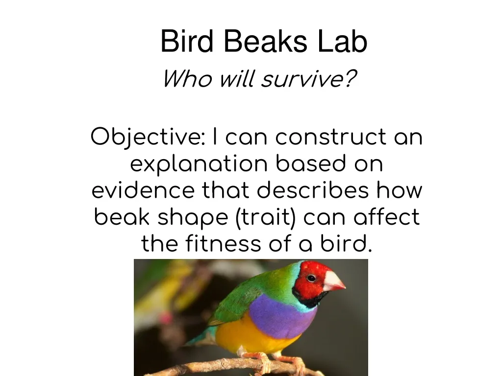 bird beaks lab