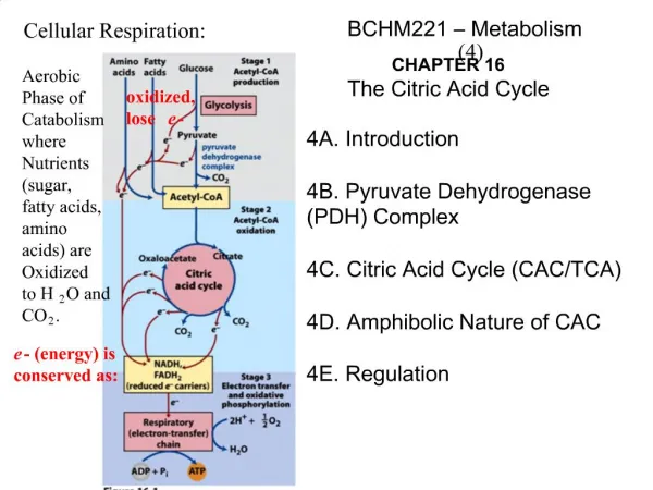 BCHM221 Metabolism 4