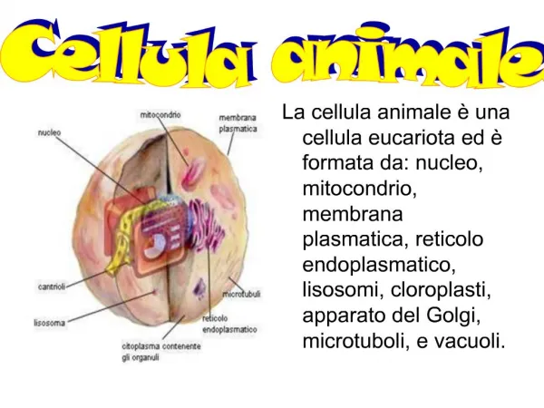 La cellula animale una cellula eucariota ed formata da: nucleo, mitocondrio, membrana plasmatica, reticolo endoplasm