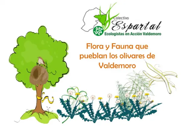 Flora y Fauna que pueblan los olivares de Valdemoro