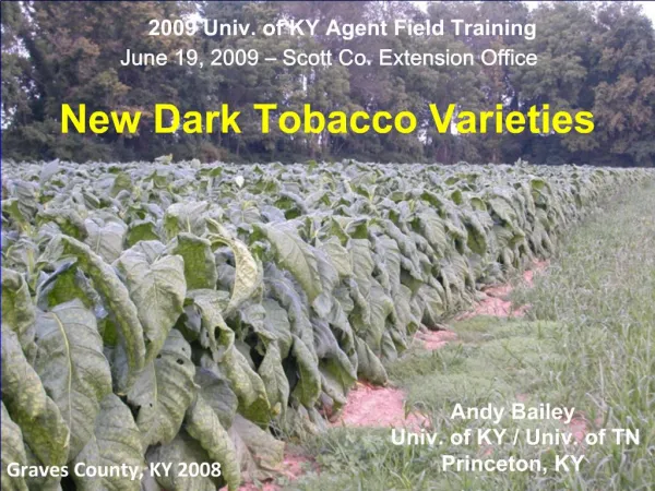 New Dark Tobacco Varieties