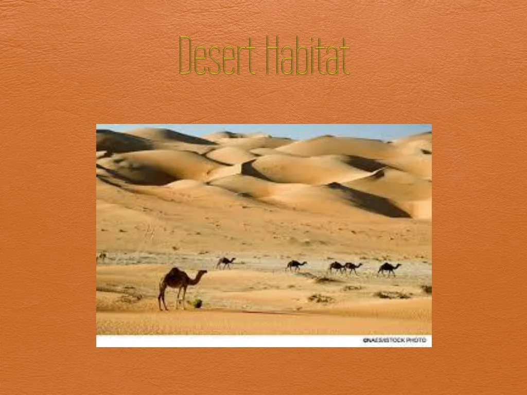 desert habitat