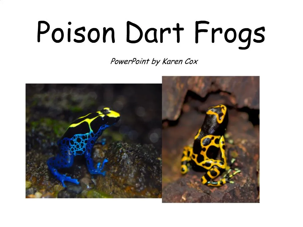 Life Cycle of a Blue Poison Dart Frog