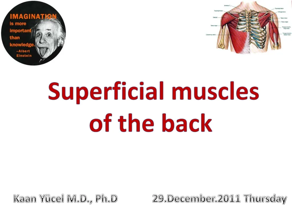 superficial muscles of the back