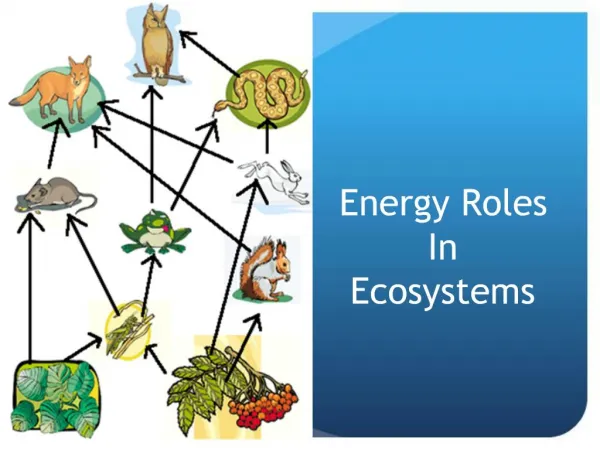 Energy Roles In Ecosystems