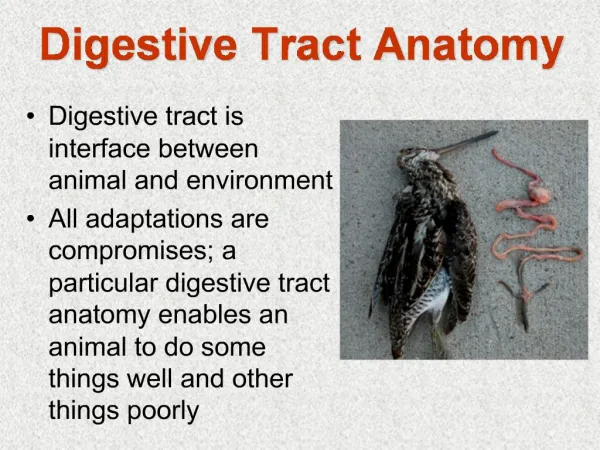 Digestive Tract Anatomy