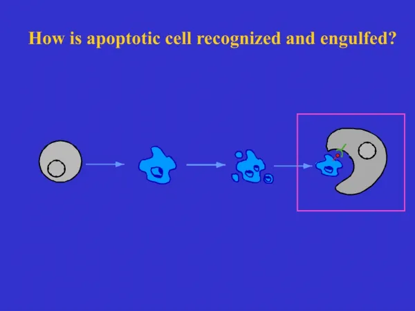 How is apoptotic cell recognized and engulfed?