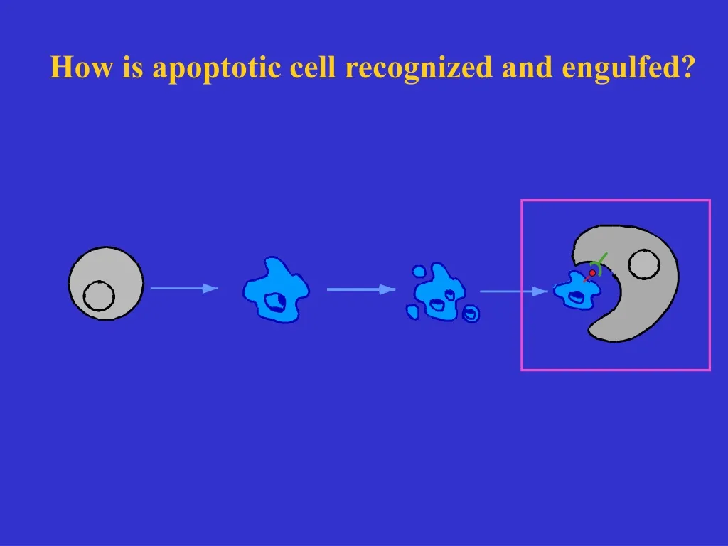 how is apoptotic cell recognized and engulfed