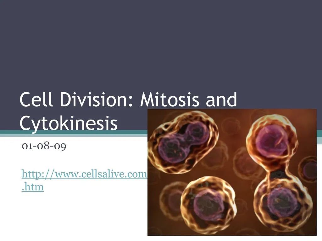 cell division mitosis and cytokinesis