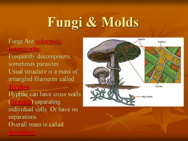 Fungi Molds