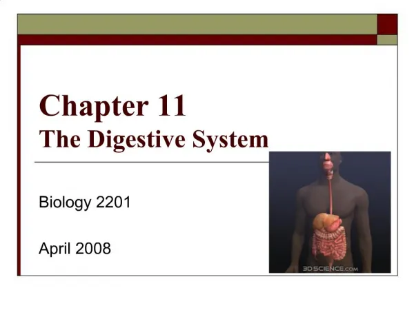 Chapter 11 The Digestive System