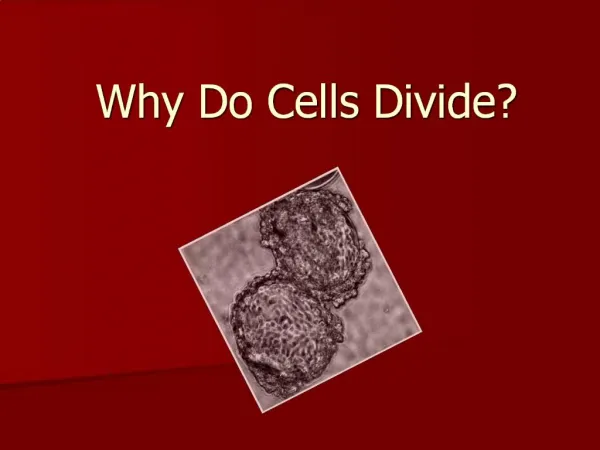 Why Do Cells Divide
