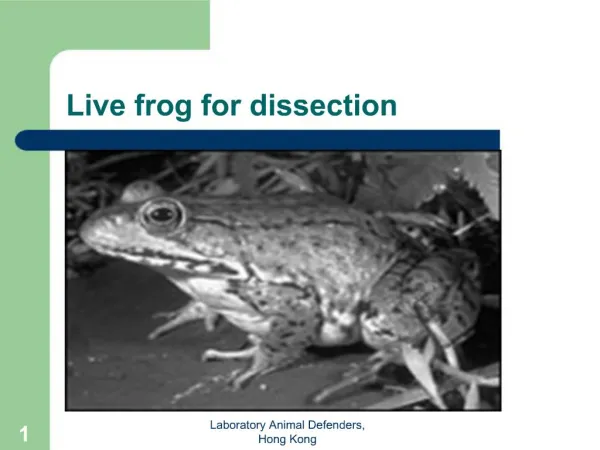 Live frog for dissection