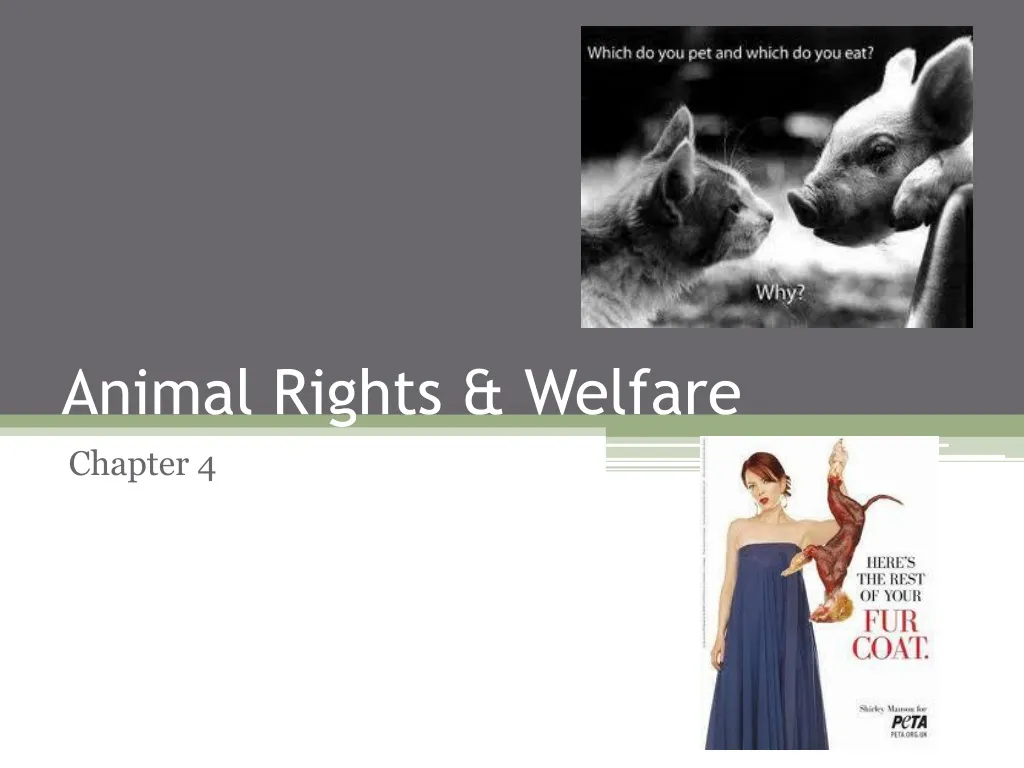 animal rights welfare
