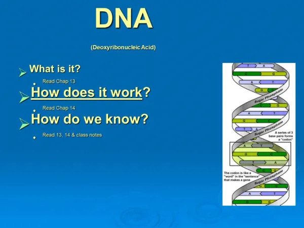 DNA Deoxyribonucleic Acid