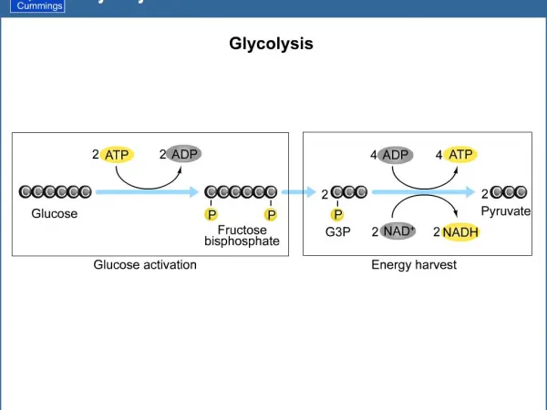 What is Photosynthesis?