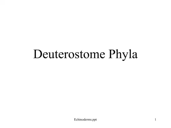 Deuterostome Phyla