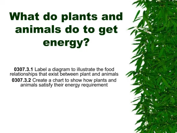 What do plants and animals do to get energy