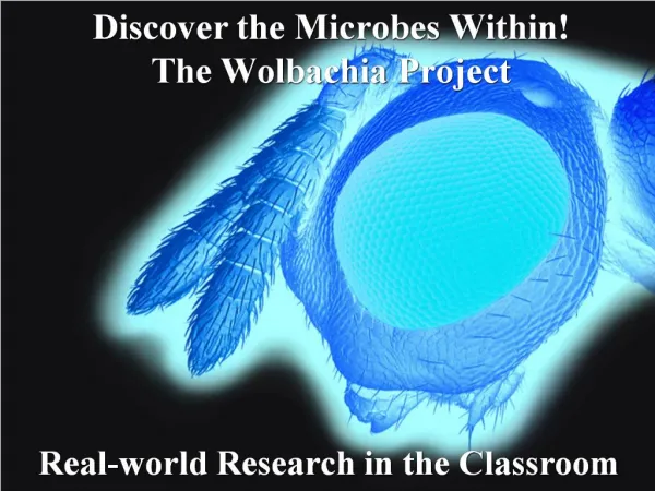 Discover the Microbes Within The Wolbachia Project