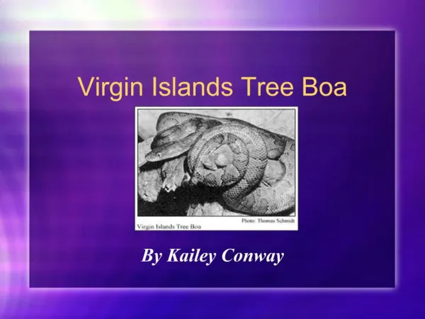 Virgin Islands Tree Boa