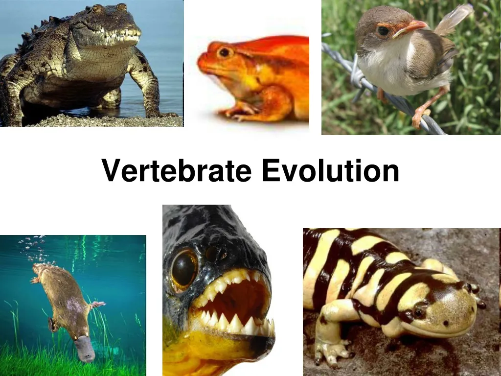 vertebrate evolution