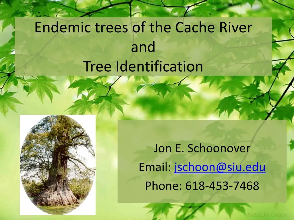 endemic trees of the cache river and tree identification