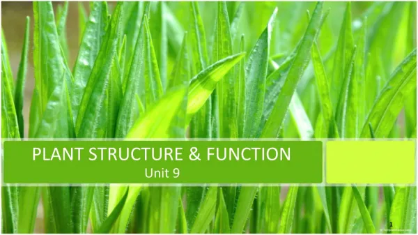 PLANT STRUCTURE &amp; FUNCTION