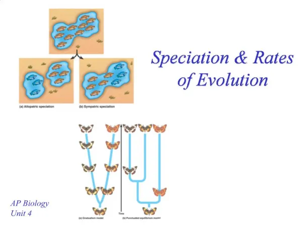 Speciation Rates of Evolution