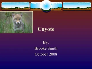Coyote - slide 1