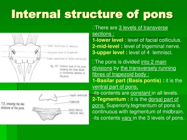 Internal structure of pons