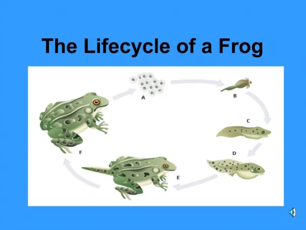 The Lifecycle of a Frog